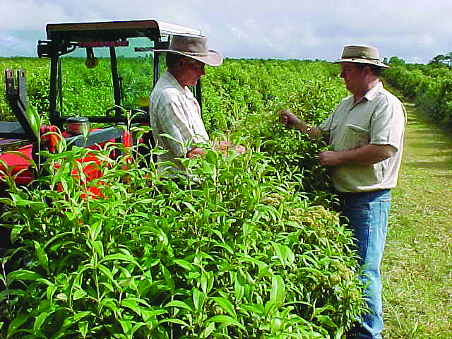 cultivating lemon myrtle